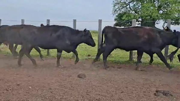 Lote VACAS INVERNAR