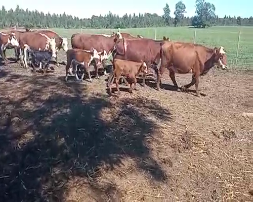 Lote (Vendido)26 Piezas de cría HEREFORD,  CRUZA en COSTAS DE MAURICIO