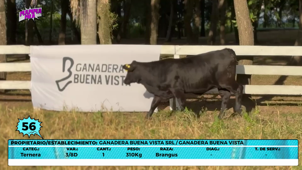 Lote LOTE 56- EN VIVO