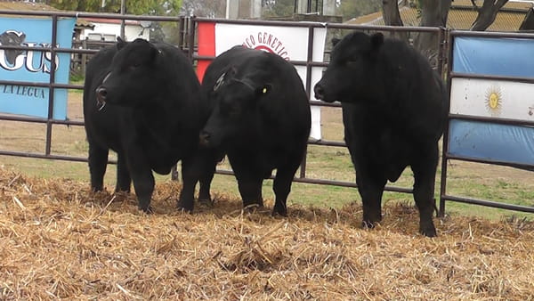 Lote TOROS ANGUS NEGROS PC
