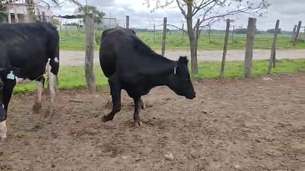 Lote 3 Vaquillonas  470kg - , San José