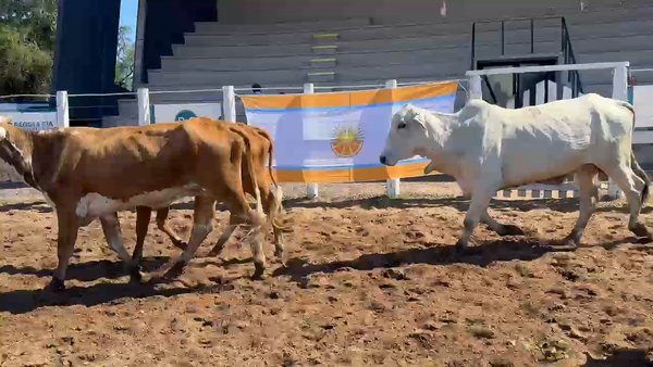 Lote 36 Vacas p/ invernar en Corrientes, Bella Vista