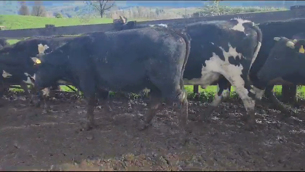 Lote 20 Novillo Gordo en Los Lagos, XIV Región Los Ríos