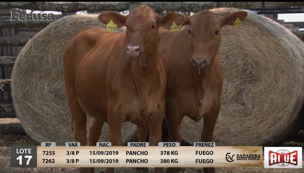 Lote Ganadera Santa Cecilia - Lote 17