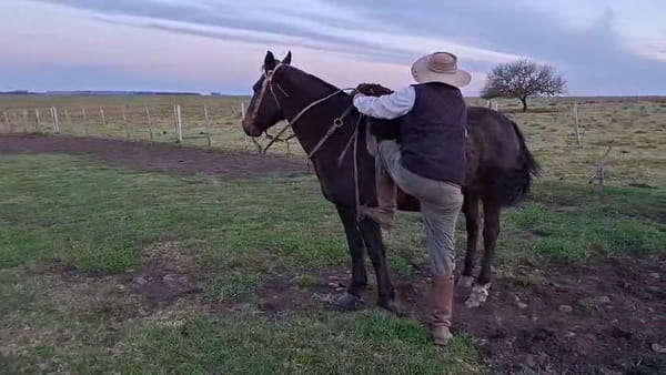 Lote YEGUA