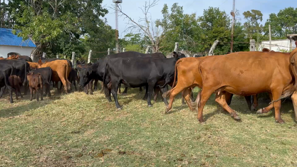 Lote 50 Piezas de cría en Costas del Polonio, Colonia