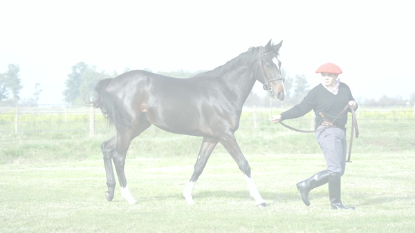 Lote CAPANGA NIK (NICODEMUS -  CAPELA THUNDER)