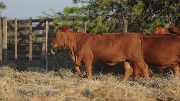 Lote Terneras Brangus Controladas - Cabaña Los Guasunchos