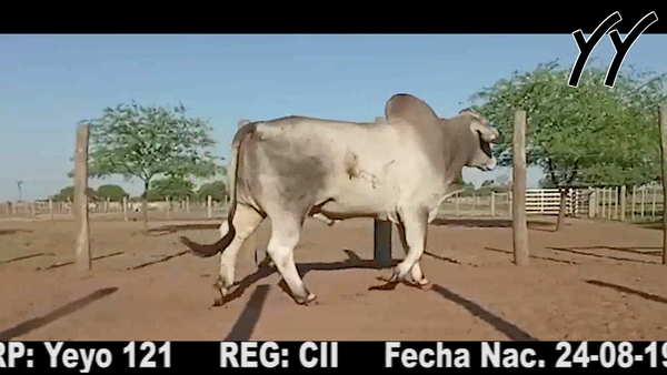 Lote TORO BRAHMAN
