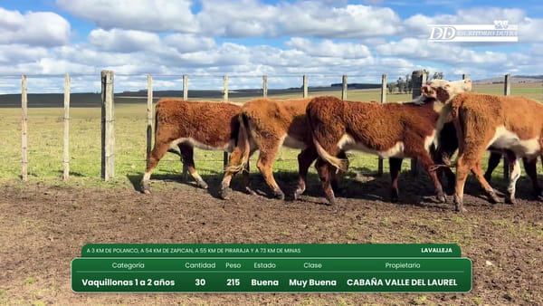Lote (Vendido)30 Vaquillonas 1 a 2 años 215kg - , Lavalleja