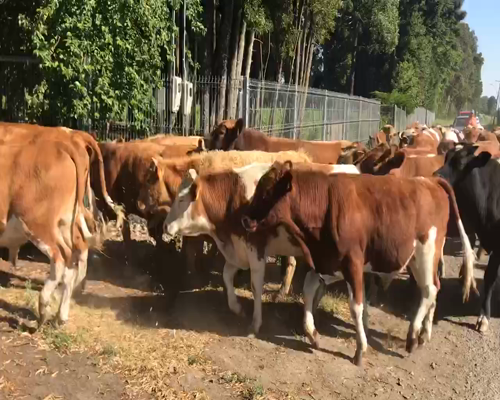 Lote 60 Novillo Engorda en Los Ángeles, VIII Región Biobío