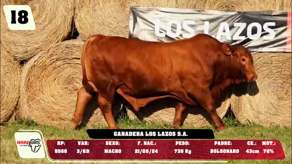 Lote LOTE 18 - DE CAMPO