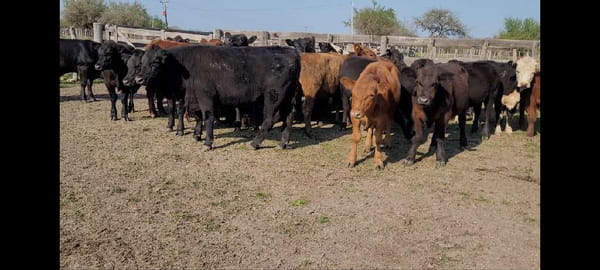 Lote 31 Novillitos y vaquillonas en Villaguay, Entre Ríos