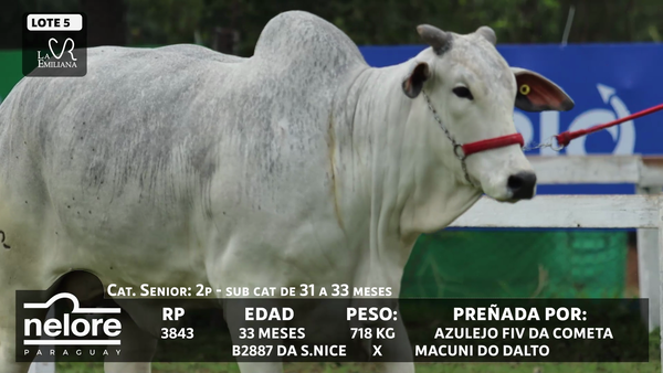 Lote LOTE 5 - BOZAL