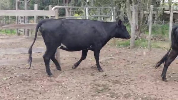 Lote 4 Vaquillonas  500kg - , San José