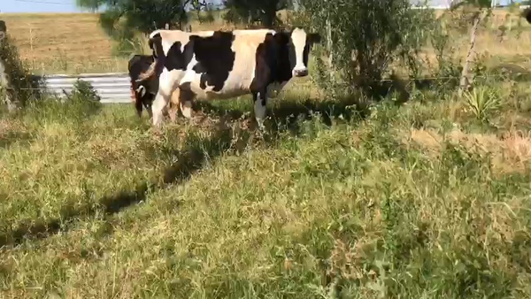 Lote 2 Piezas de cría Holando 380kg -  en Pavon