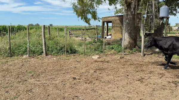 Lote VAQUILLONAS 1 a 2 AÑOS