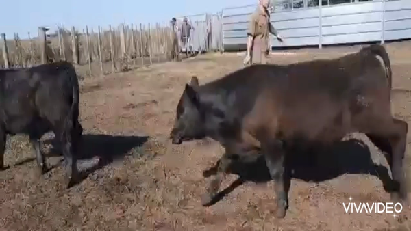 Lote 65 Terneros en Chascomús, Buenos Aires