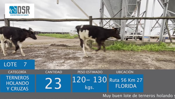 Lote Lote 7 - Ganado