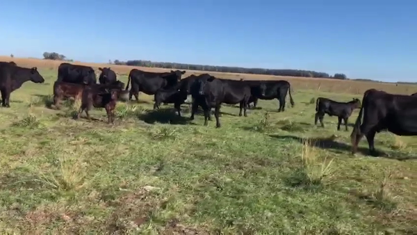 Lote 16 Vacas Usadas C/ cria en Azul, Buenos Aires