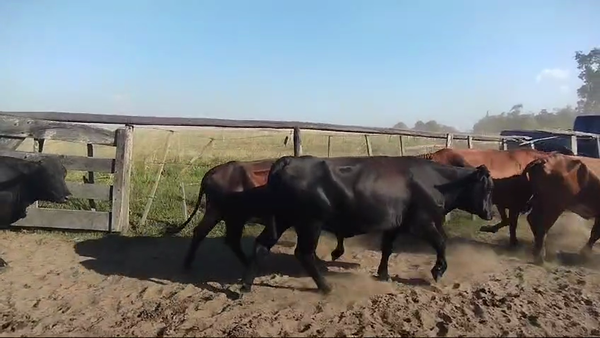 Lote 223 Vacas nuevas C/ gtia de preñez