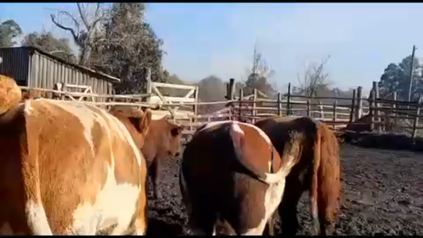 Lote 45 Novillo Gordo en San Rafael, VII  Región Maule