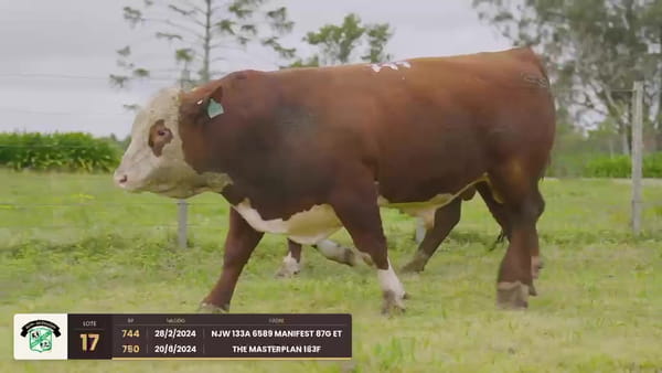 Lote Lote 17