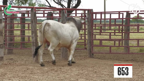 Lote Brahman