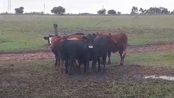Lote 6 Terneras BRANGUS/ ANGUS 220kg -  en DOLORES
