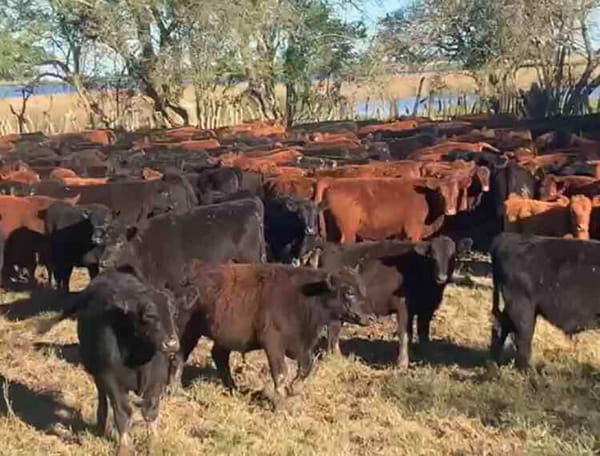 Lote 66 Terneros de 210/215 Kgs en Chascomús, Buenos Aires