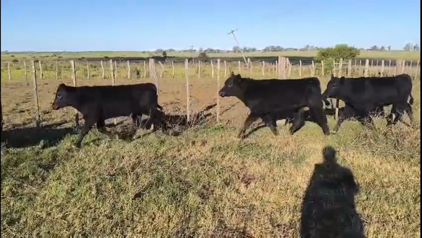 Lote 70 Terneros/as en Gualeguaychú, Entre Ríos