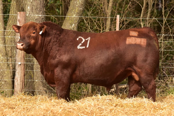 40211 — TOROS ANGUS PC