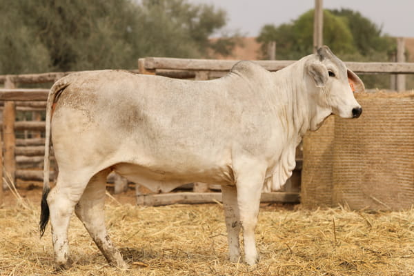 Lote LOTE 49