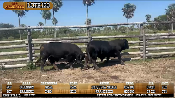 Lote LOTE 120 - VIVO