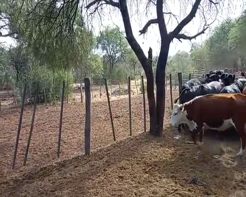 Lote BOCCARDO ROBERTO CARLOS