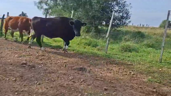 Lote VAQUILLONAS PREÑADAS