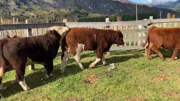 Lote 16 Ternero en Aysén, XI Región Aysén