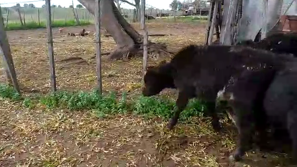 Lote 10 terneros angus