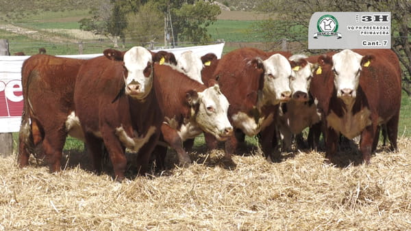 Lote VAQUILLONAS HEREFORD PREÑADAS