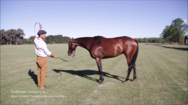 Lote PURISIMA TORMENTA (DON URBANO FUTURO - BORREN GOTITA)