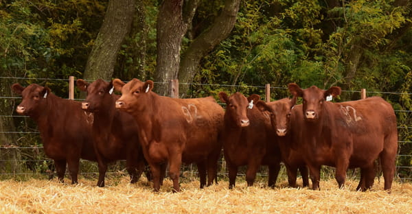 Lote VAQUILLONAS ANGUS PC PRIMAVERA