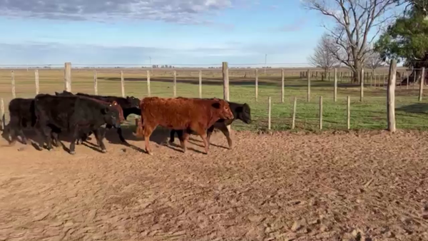 Lote 60 TERNS MACHOS, LINCOLN, PCIA. DE BS. AS.