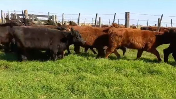 Lote 77 TERNS. HEMBRAS, PEHUAJO, PCIA. DE BS. AS.