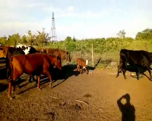 Lote 68 Vacas de invernar en Pdcia. de La Plaza, Chaco