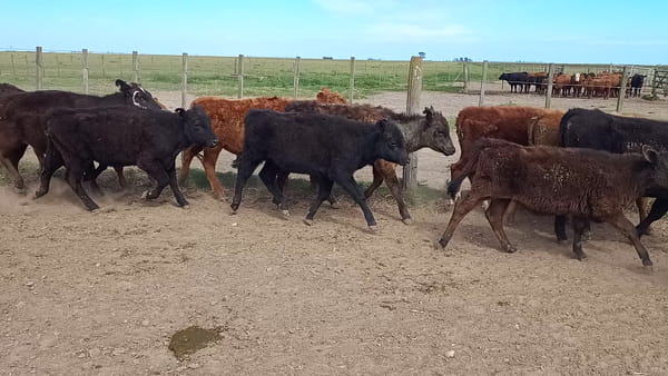 Lote 64 Terneras