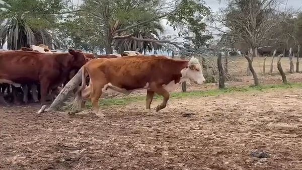Lote 50 Vacas C/ gtia de preñez en Corrientes, Esquina