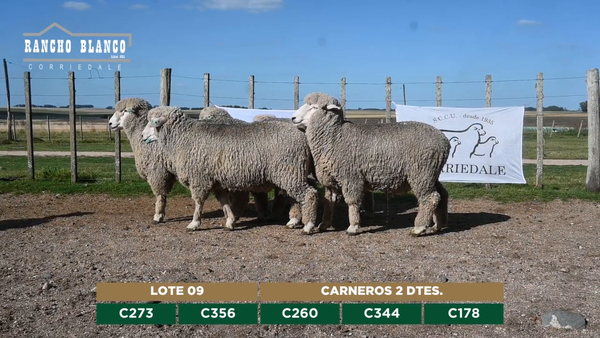 Lote CARNEROS 2 DTES.