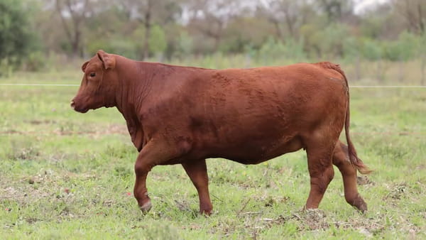 Lote Vaquillonas Brangus G.A. - Preñadas - Cabaña El Candil