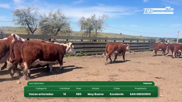 Lote 16 vacas entoradas