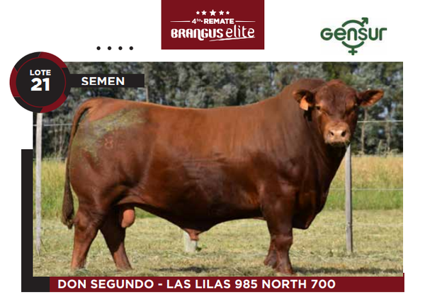 Lote Semen